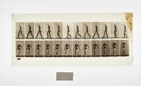 [Plate 28: negative for Animal Locomotion collotype]