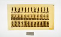 [Plate 24: negative for Animal Locomotion collotype]