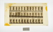 [Plate 23: negative for Animal Locomotion collotype]