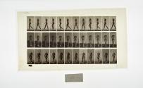 [Plate 23: negative for Animal Locomotion collotype]