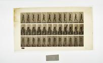 [Plate 22: negative for Animal Locomotion collotype]