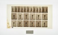[Plate 21: negative for Animal Locomotion collotype]
