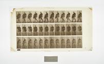 [Plate 19: negative for Animal Locomotion collotype]