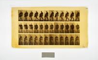 [Plate 19: negative for Animal Locomotion collotype]