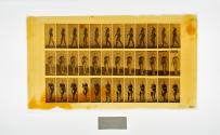 [Plate 18: negative for Animal Locomotion collotype]