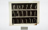 [Plate 169: negative for Animal Locomotion collotype]