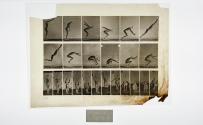 [Plate 163: negative for Animal Locomotion collotype]