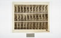 [Plate 102: negative for Animal Locomotion collotype]