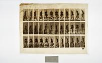 [Plate 104: negative for Animal Locomotion collotype]