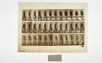 [Plate 106: negative for Animal Locomotion collotype]