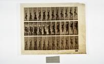 [Plate 105: negative for Animal Locomotion collotype]