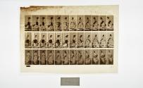 [Plate 107: negative for Animal Locomotion collotype]