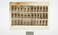 [Plate 108: negative for Animal Locomotion collotype]