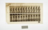 [Plate 109: negative for Animal Locomotion collotype]