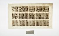[Plate 110: negative for Animal Locomotion collotype]