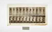 [Plate 111: negative for Animal Locomotion collotype]