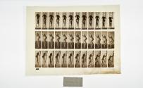 [Plate 112: negative for Animal Locomotion collotype]