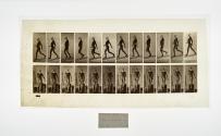 [Plate 113: negative for Animal Locomotion collotype]