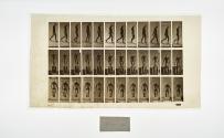 [Plate 114: negative for Animal Locomotion collotype]