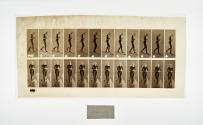 [Plate 115: negative for Animal Locomotion collotype]
