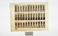 [Plate 116: negative for Animal Locomotion collotype]