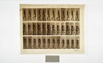 [Plate 117: negative for Animal Locomotion collotype]