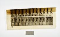 [Plate 120: negative for Animal Locomotion collotype]