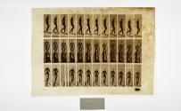 [Plate 119: negative for Animal Locomotion collotype]