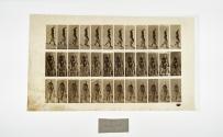 [Plate 121: negative for Animal Locomotion collotype]
