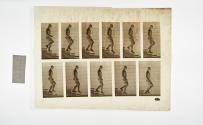 [Plate 126: negative for Animal Locomotion collotype]