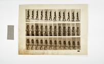 [Plate 122: negative for Animal Locomotion collotype]