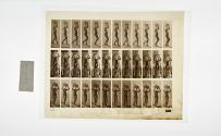 [Plate 123: negative for Animal Locomotion collotype]