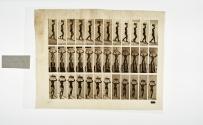 [Plate 124: negative for Animal Locomotion collotype]
