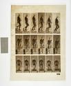 [Plate 127: negative for Animal Locomotion collotype]