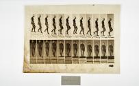 [Plate 129: negative for Animal Locomotion collotype]