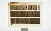 [Plate 130: negative for Animal Locomotion collotype]