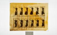 [Plate 135: negative for Animal Locomotion collotype]