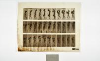 [Plate 133: negative for Animal Locomotion collotype]