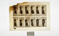 [Plate 135: negative for Animal Locomotion collotype]