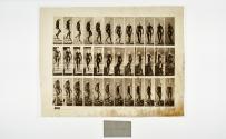 [Plate 138: negative for Animal Locomotion collotype]