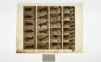 [Plate 141: negative for Animal Locomotion collotype]