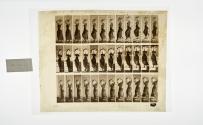[Plate 146: negative for Animal Locomotion collotype]