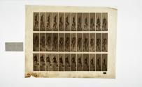 [Plate 145: negative for Animal Locomotion collotype]