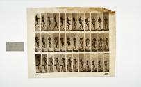 [Plate 144: negative for Animal Locomotion collotype]