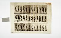[Plate 147: negative for Animal Locomotion collotype]
