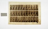 [Plate 148: negative for Animal Locomotion collotype]