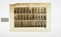 [Plate 148: negative for Animal Locomotion collotype]