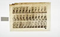 [Plate 148: negative for Animal Locomotion collotype]