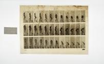 [Plate 149: negative for Animal Locomotion collotype]