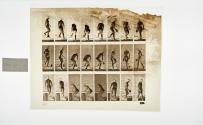 [Plate 150: negative for Animal Locomotion collotype]